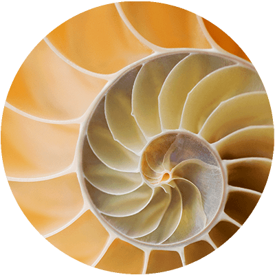 inner sea shell