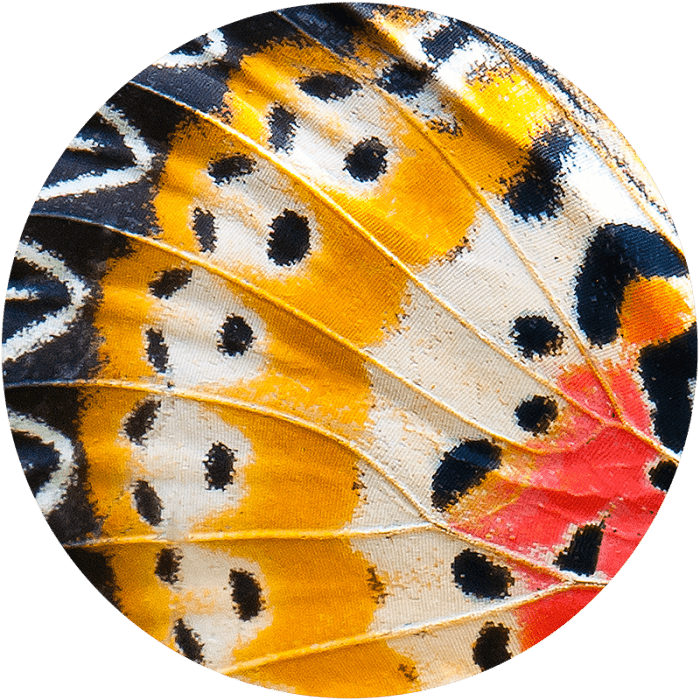 colourful adaptive butterfly