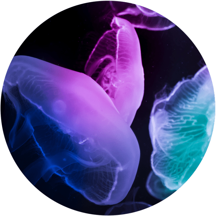 colorful jelly fish swimming